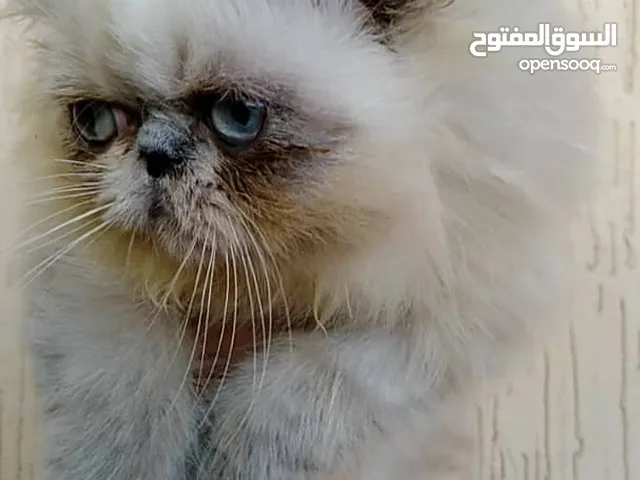 هيمالايا بيكي فيس بيور