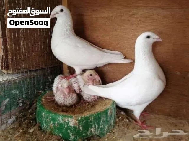 مطلوب حمام زواجل بيظ مثل البصوره