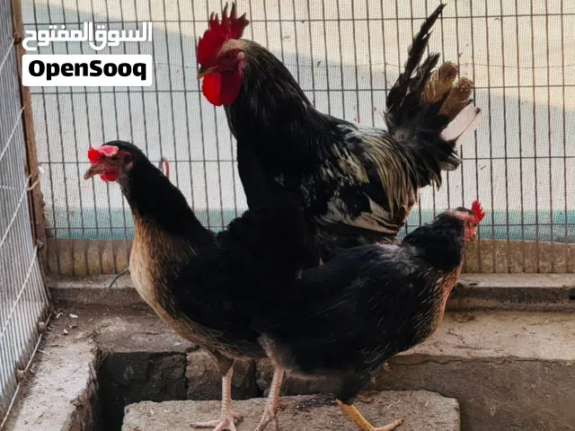 سيت كحالي كويتي خط اول