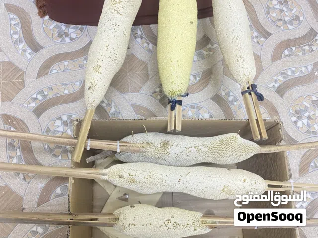 عسل سدر مضمون 100/100