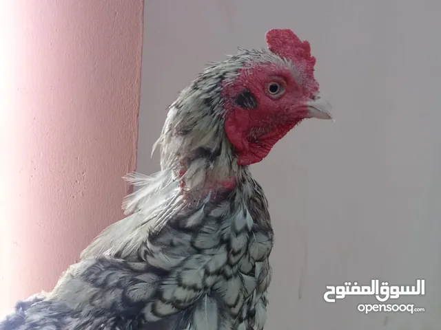 ديك باكستاني