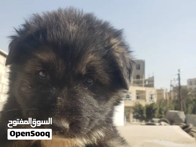 جيرمن من سلاله نقية خاص لعشاق الجيرمن