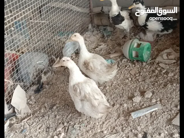 بشوش 4 بياضات سعر الوحده 15