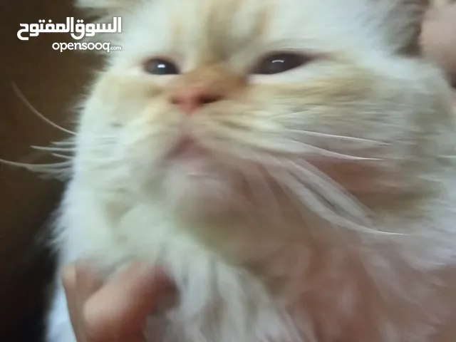 حيوانات اليفة قط
