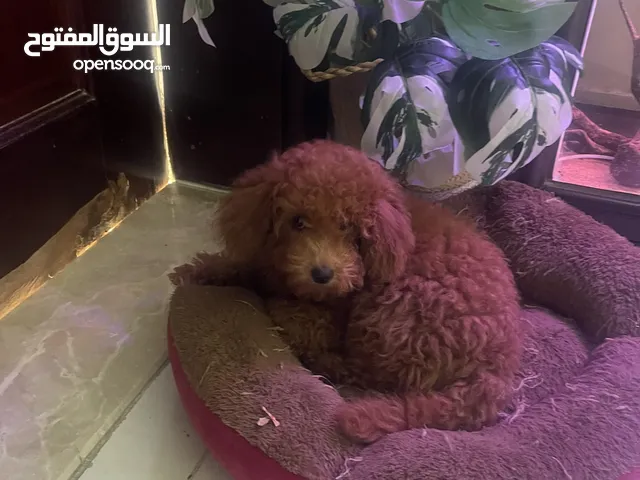 Poodel female puppy 3 month