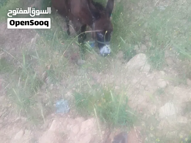 حمارة للبيع  عبارة عن نعجة في ركوب وفي الحمل ما شاء الله عشار كبير والشرا ما اقصر معه