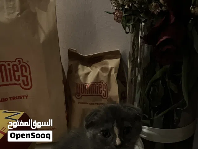 للبيع / القطه مميزه وجميلة