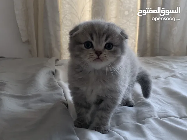 Kittens Scottish fold سكوتش فولد قطتين كيتنز الاب قولدن سكوتش و الام سكوتش فولد بيور