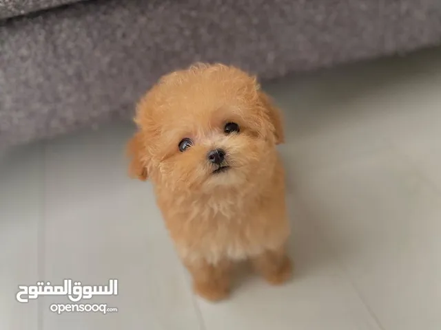 Toy Poodle Puppy