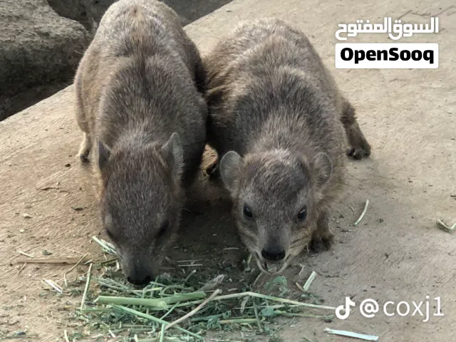 مطلوب وبران بلدي