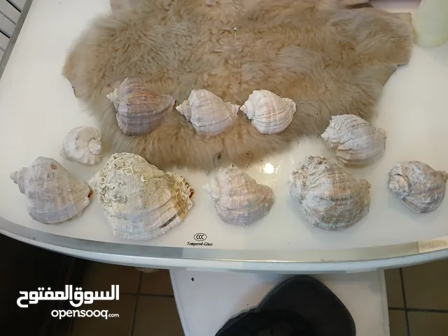 مجموعة قواقع طبيعية متنوعة الاحجام