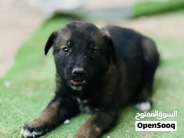 جيرو مالينوا ربي يبارك جرو