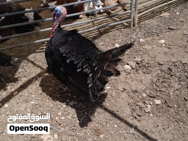 السلام عليكم ديك حبش للبيع