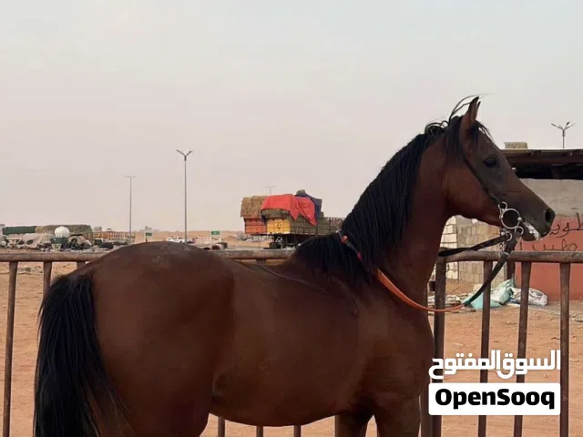 حصان شعبي فحل وكفو وسبوق للبيع