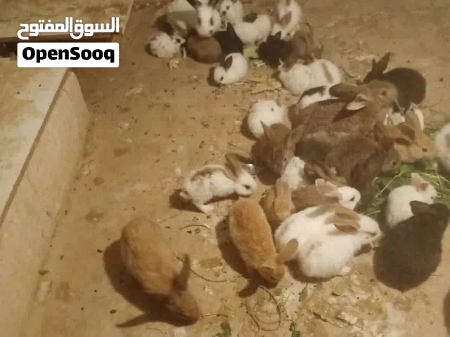 موجود اربعه ناثي هجين بابيوم مع ذكر هجين الماني موجود معهن 25 فرخ ارانب من عمر شهرين لعمر ثلاثه اشهر