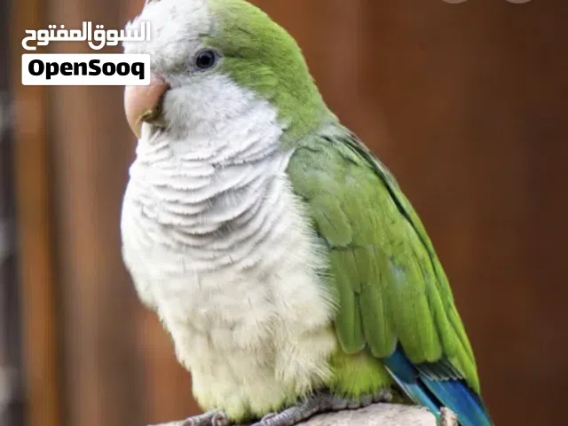 مطلوب طير كوايكر بسعر مناسب