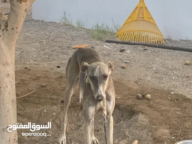 كلبة سلوقي تنفع حال مزرعة