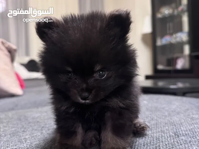 Lovely Pomeranian puppy teacup looking for a new family