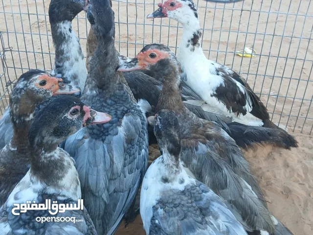 بسم الله مشاءالله صلو عالنبي متع نظرك باللون الله يبارك
