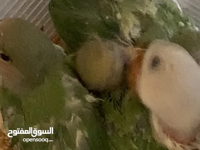 فراخ للزق اليدوي