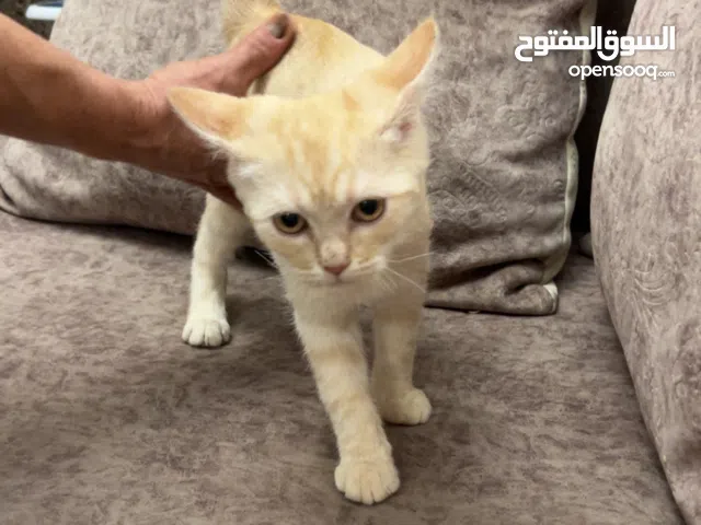 4 قطط شيرازي