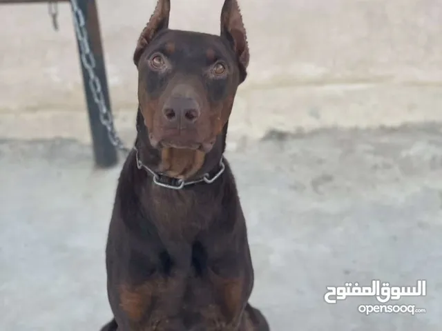 كلاب دوبرمان للبيع او التبني في الأردن : كلب دوبرمان : افضل سعر