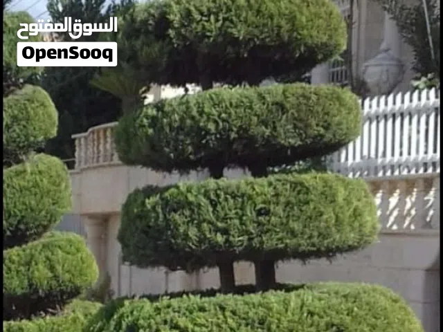 قص وتقليم اشجار