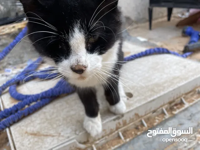 قطوس للتبني شيرازي بلاش من غير فلوس