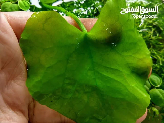 نباتات متنوعة مائية موجود كل تشكيلات لاتحتاج عناية