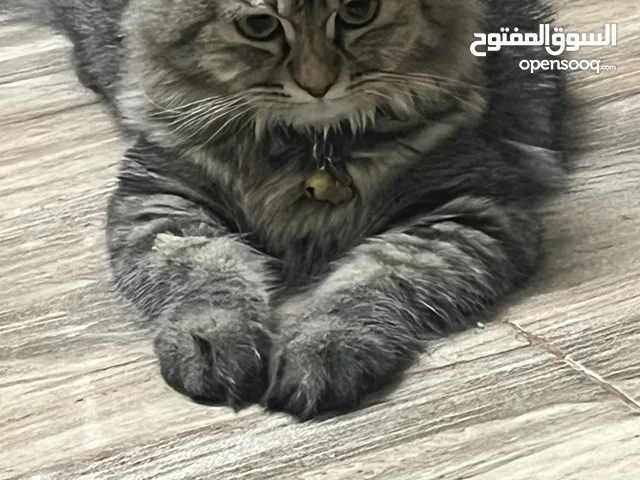 قط للبيع مستعجل