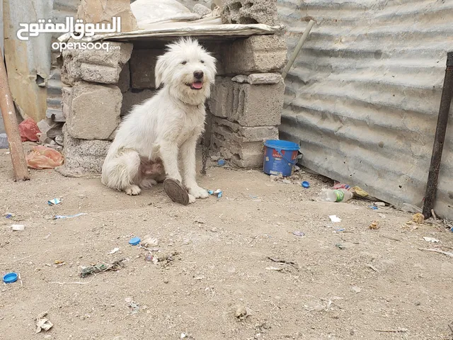 كلب للبيع ه