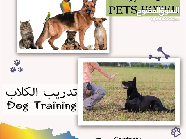 تدريب الكلاب الأساسي والمتقدم dogs training basic and advanced