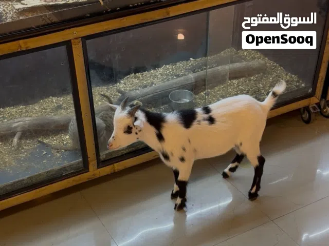 للبيع الماعز القزم