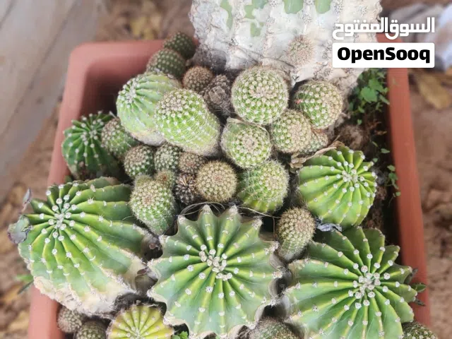 صباريات ونباتات زينة