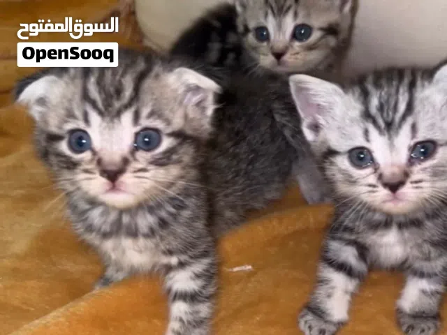 كتن للبيع ذكور وثناي