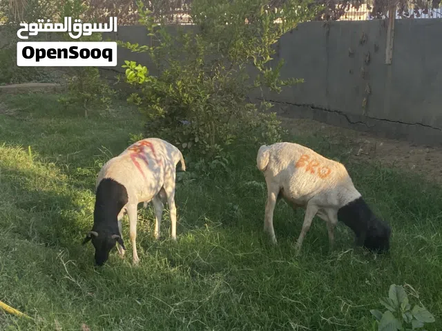 كباش بوبربر