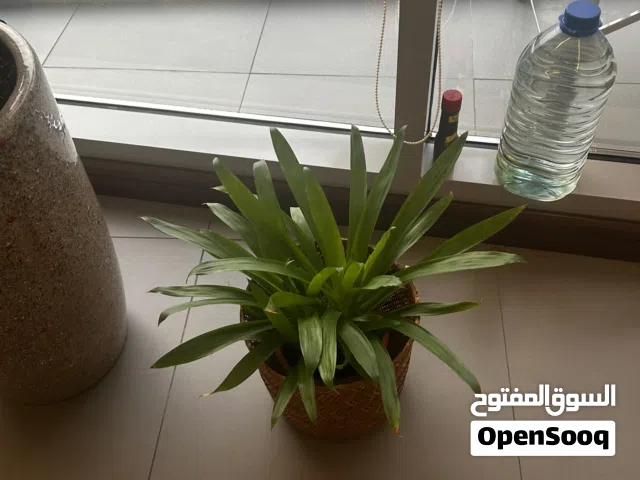 Indoor plant very well