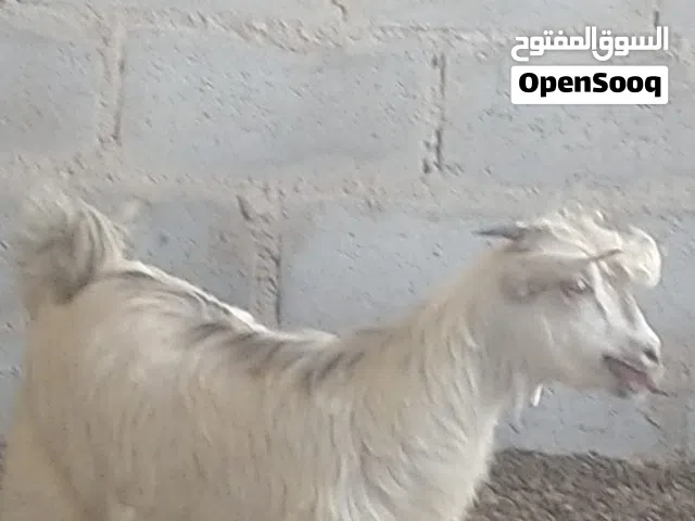 جدي عماني لتربية او لذبح سمين فول