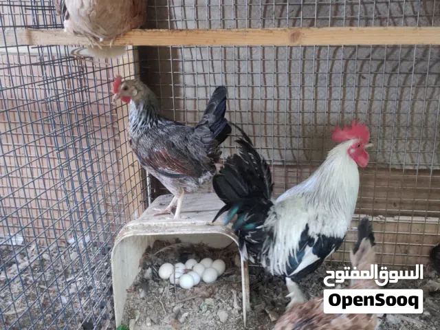 دجاج دندراوي كويتي العدد المتوفر ثلاث دجاجات وديوجه ثنين الدجاج بياضات