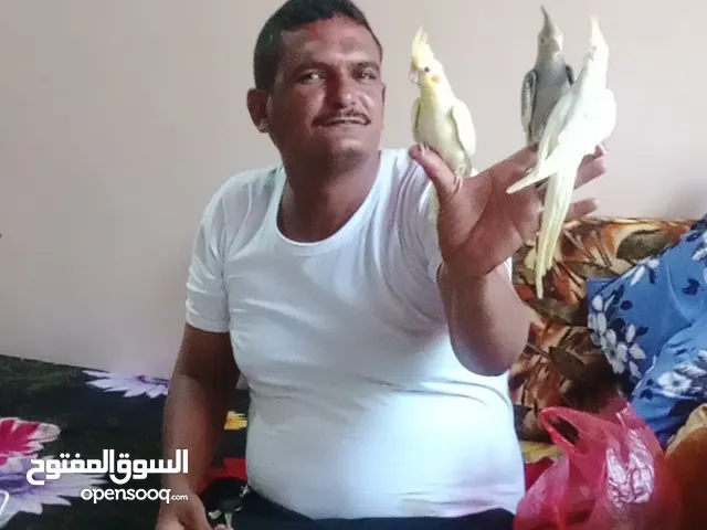 كوكاتيل اليفين جداا