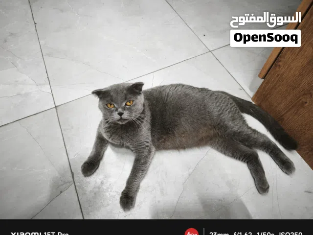 British shorthair