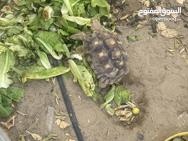 سلاحف سلكاتا اعمار من سنتين ونص وسنتين وست شهور العدد الكلي7 سلاحف