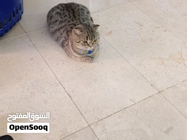 قطط سكوتش وشيرازي