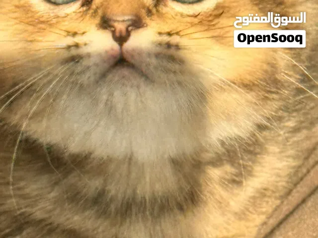 Exotic scotch fold kitten سكوتش فولد انثى مميز