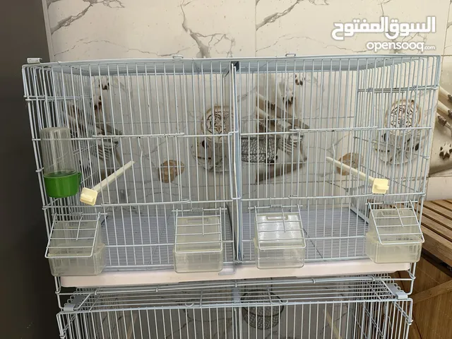 Each cage 10 dirham