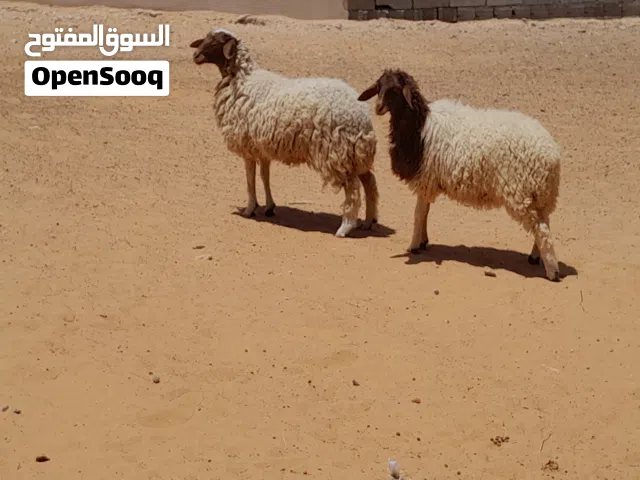 2فطايم ربي يبارك العمر 7شهور سليمات من اي عيب بادن الله