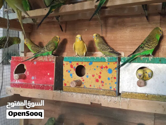 طيور الحب للبيع