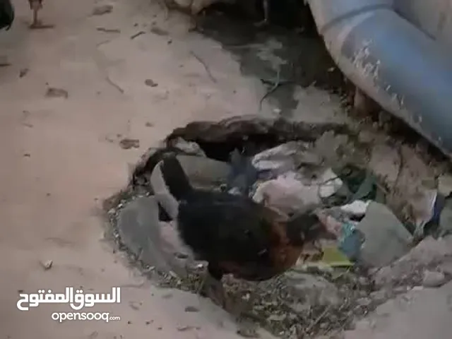 صيصان بلدي للبيع