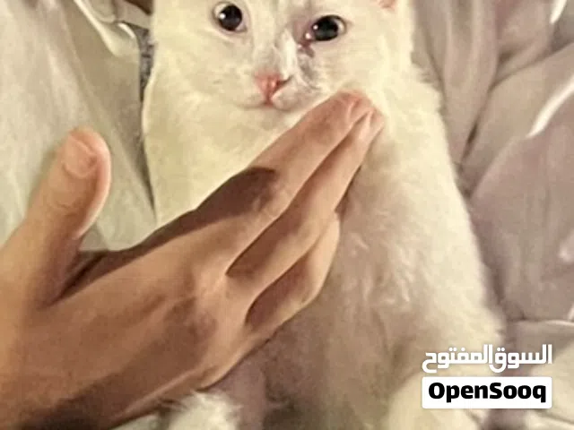 قط فرنسي أبيض