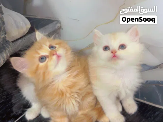 قطط للبيع 55 يوم متعودين عليتر بوكس